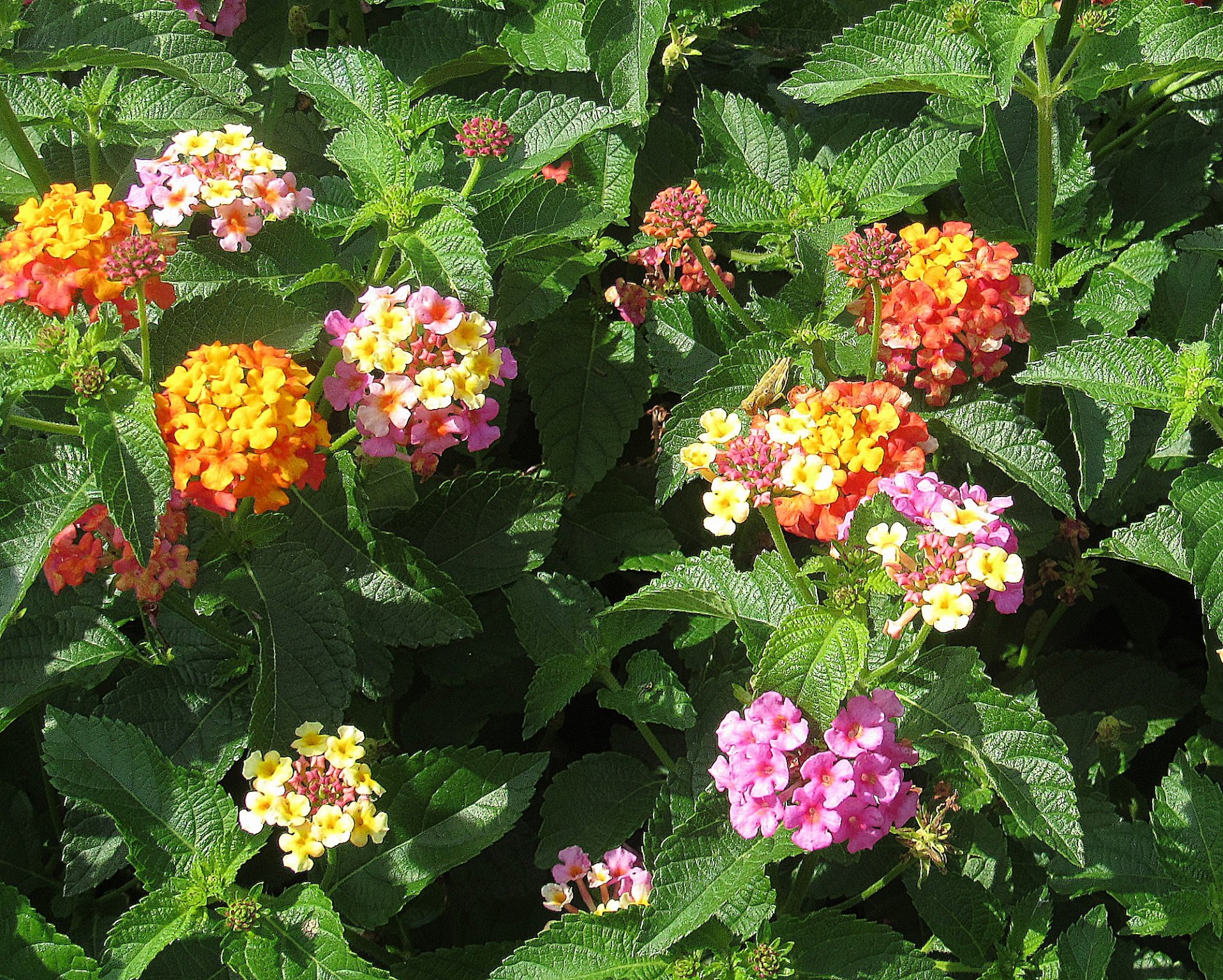 Lantana horrida, camara, montevidensis 1.jpg