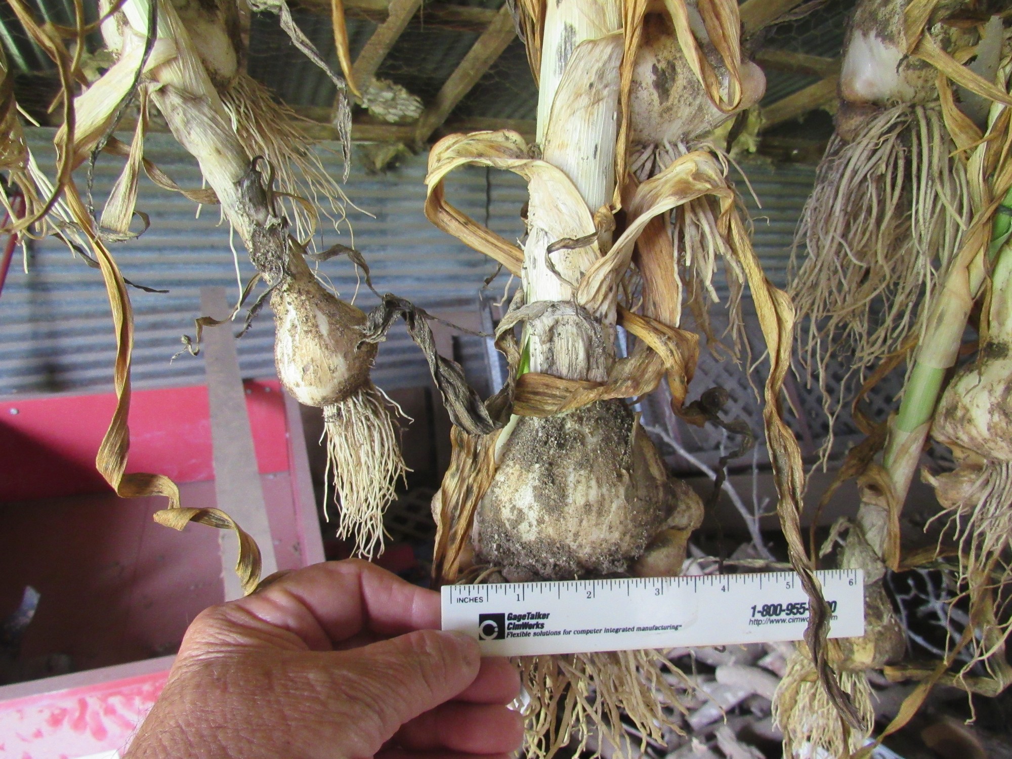 large garlic.jpg