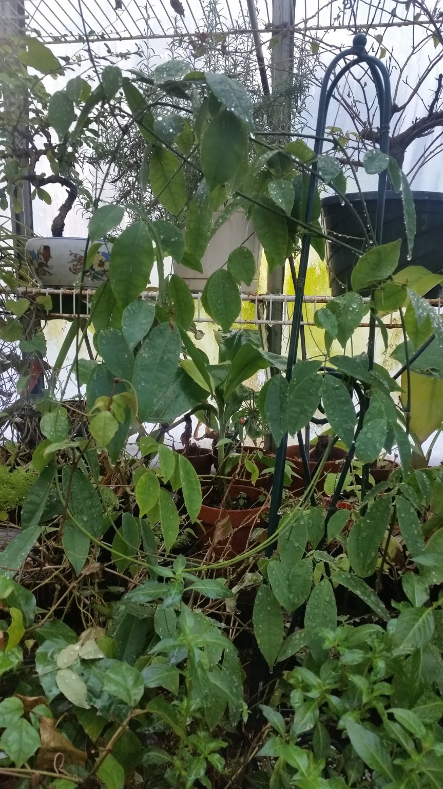 large seed.jpg