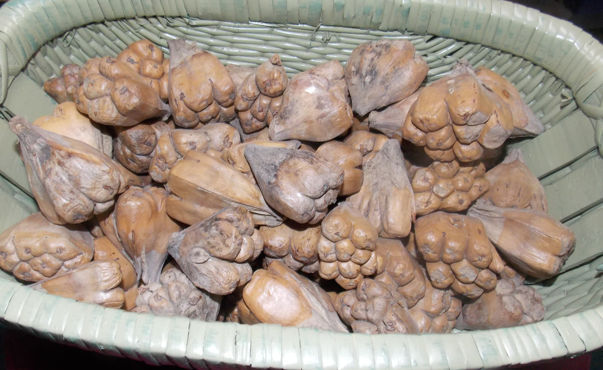 large seeds.JPG