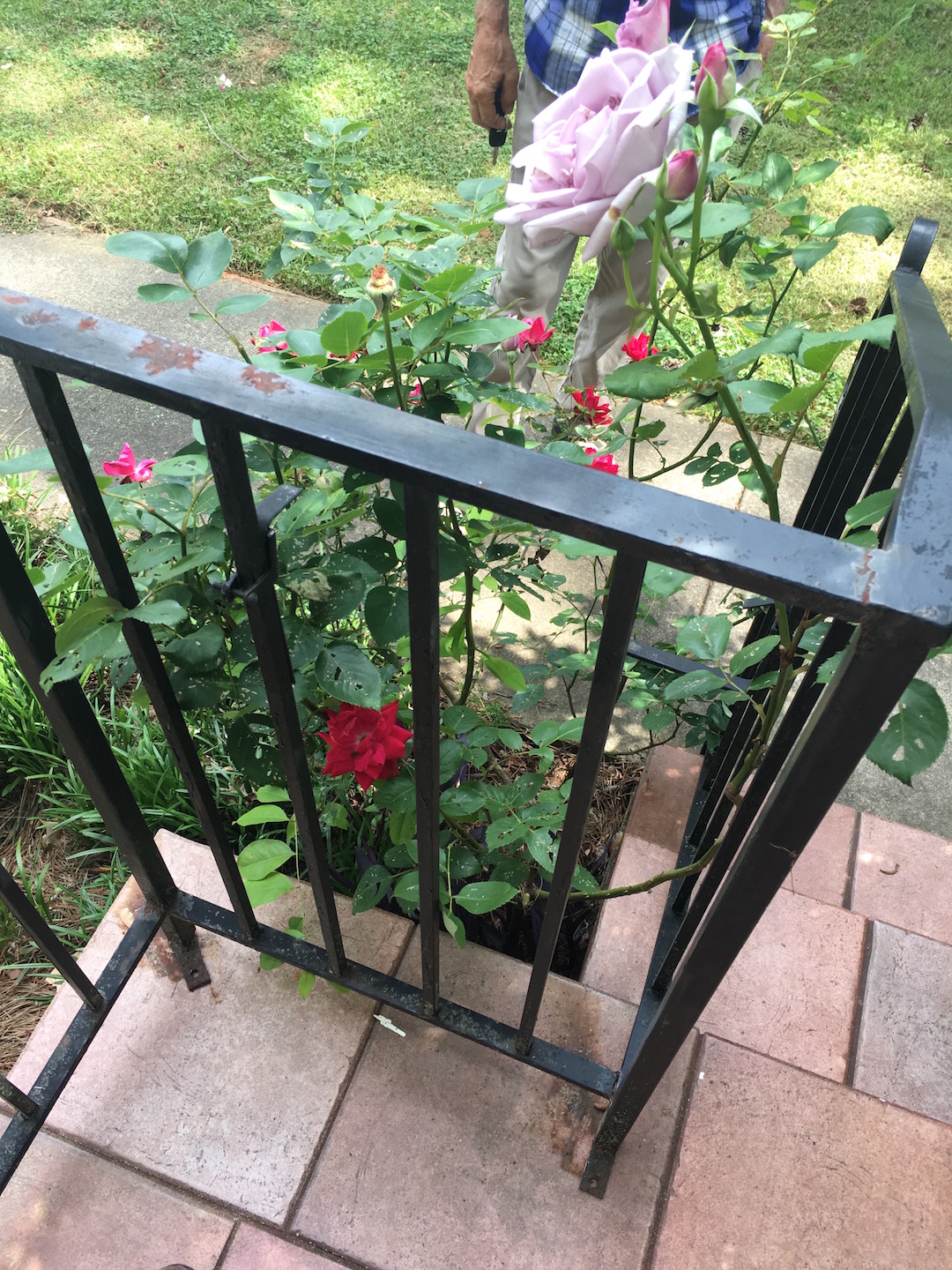 laurens rose 2.JPG