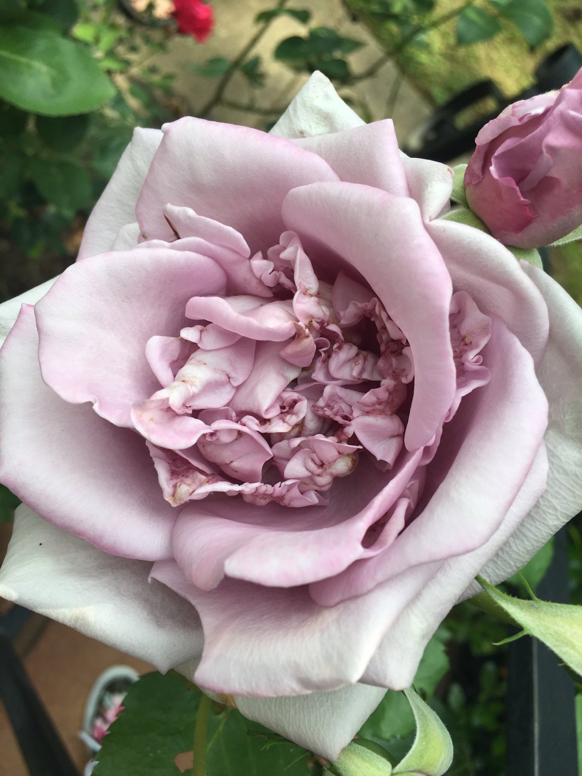Lauren's rose.JPG