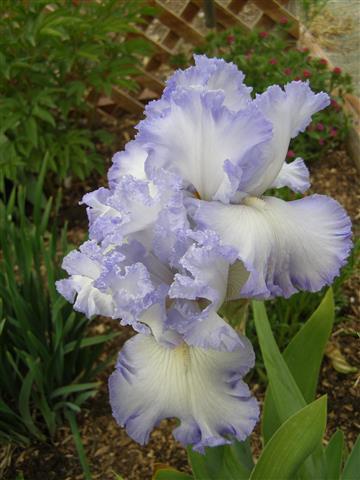 Lavender Ruffles Iris (Small).JPG