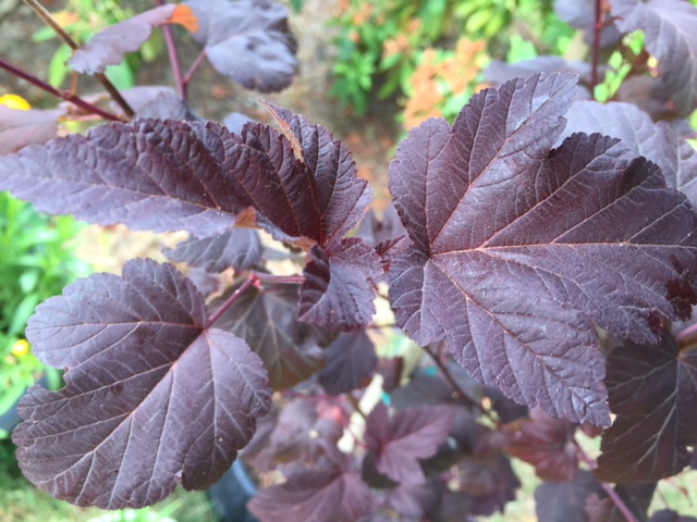 leaf.JPG