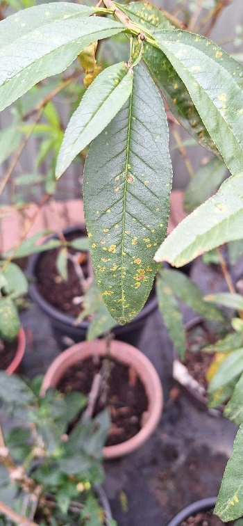 Leaf2.jpg