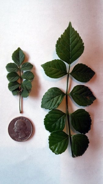 leaves.jpg