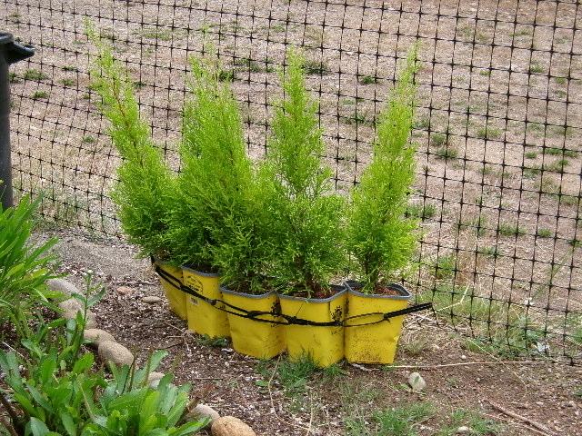 lemon cypress.jpg