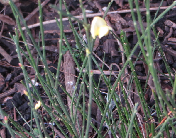 lente.jpg