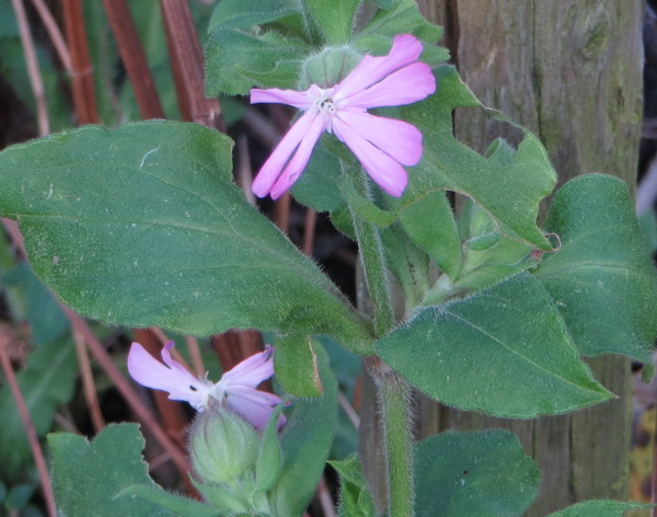 lente2.jpg