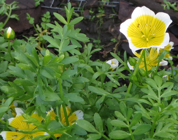 Lente4.jpg