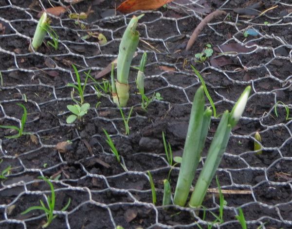 lente5.jpg