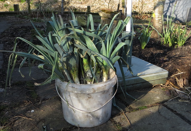 lente6.jpg