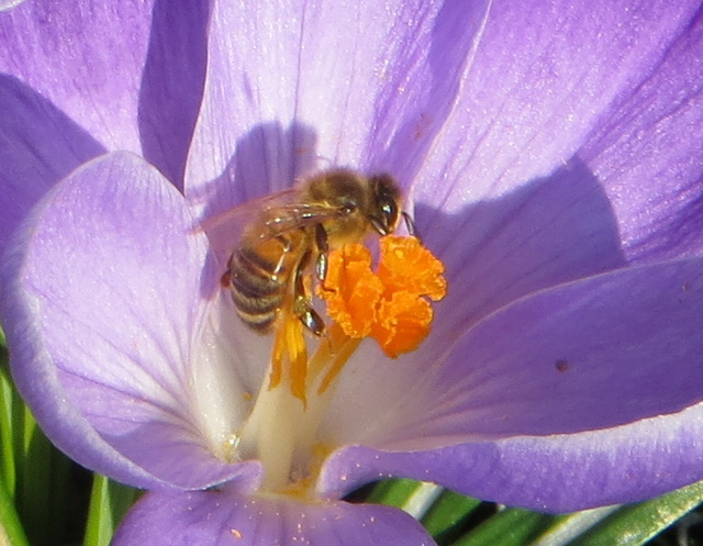 lente8.jpg