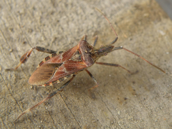 Leptoglossus occidentalis, Western Conifer Seed Bug.jpg
