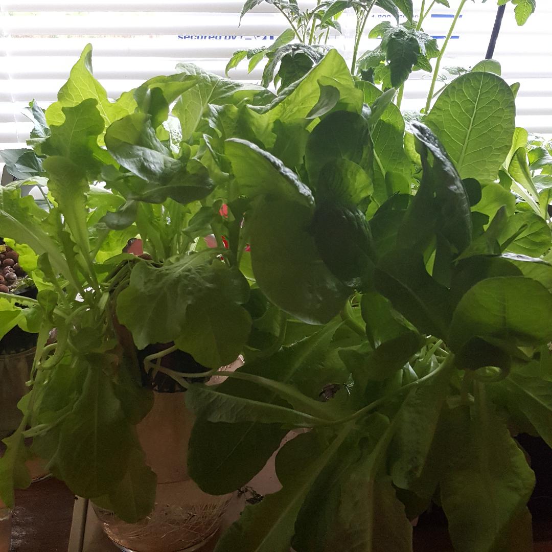 Lettuce Harvest Day 1.jpg
