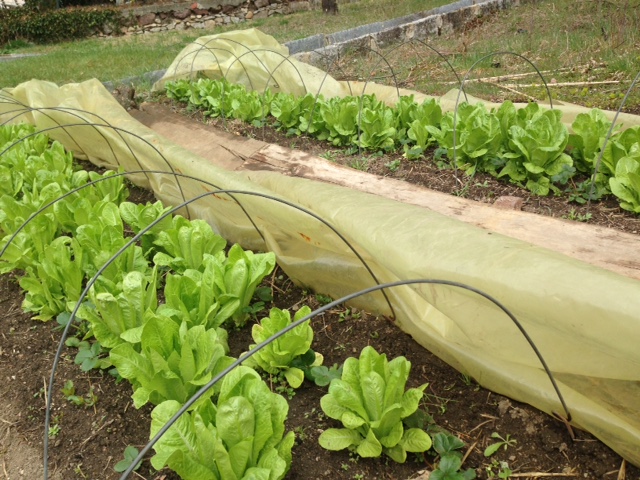 lettuce16.3.jpg