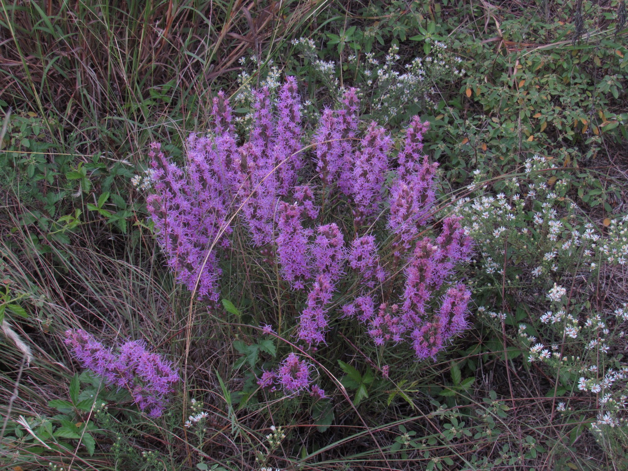 Liatris.jpg