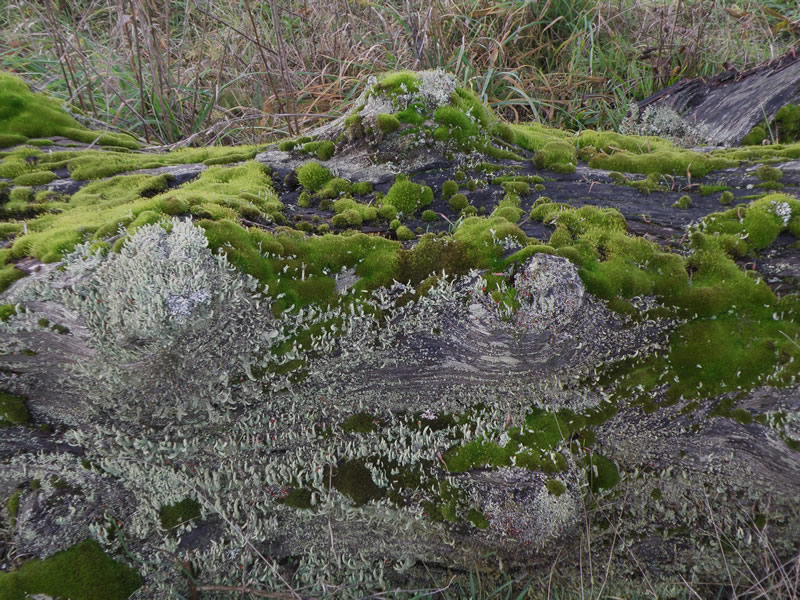 lichen1.jpg