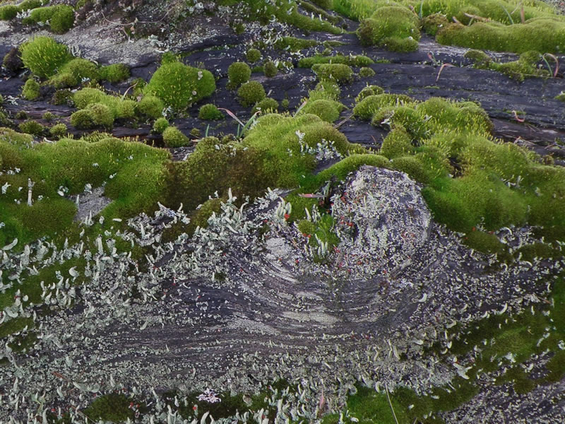 lichen2.jpg