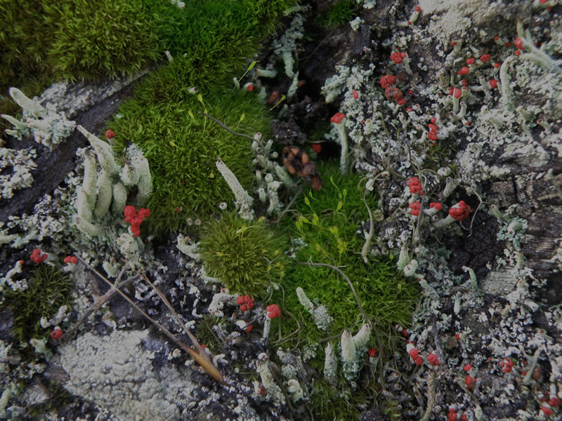 lichen3.jpg