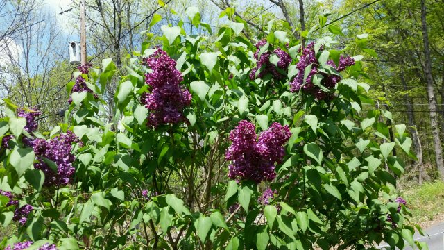 lilac.jpg