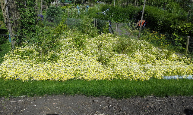 Limnanthus.jpg