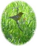 Little Bird.jpg