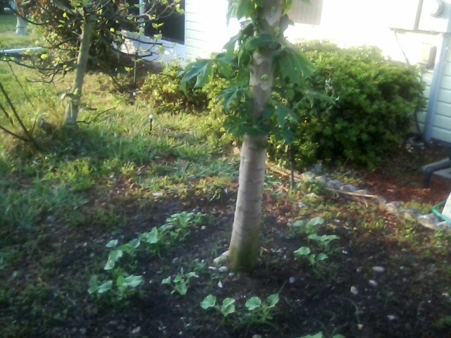 little watermelon plants.jpg