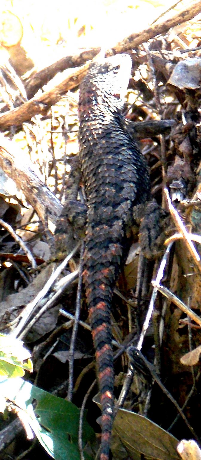 Lizard2.JPG