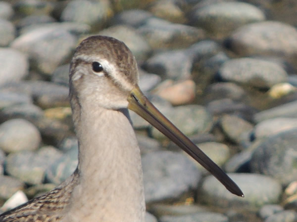 Long billed dowitcher.jpg