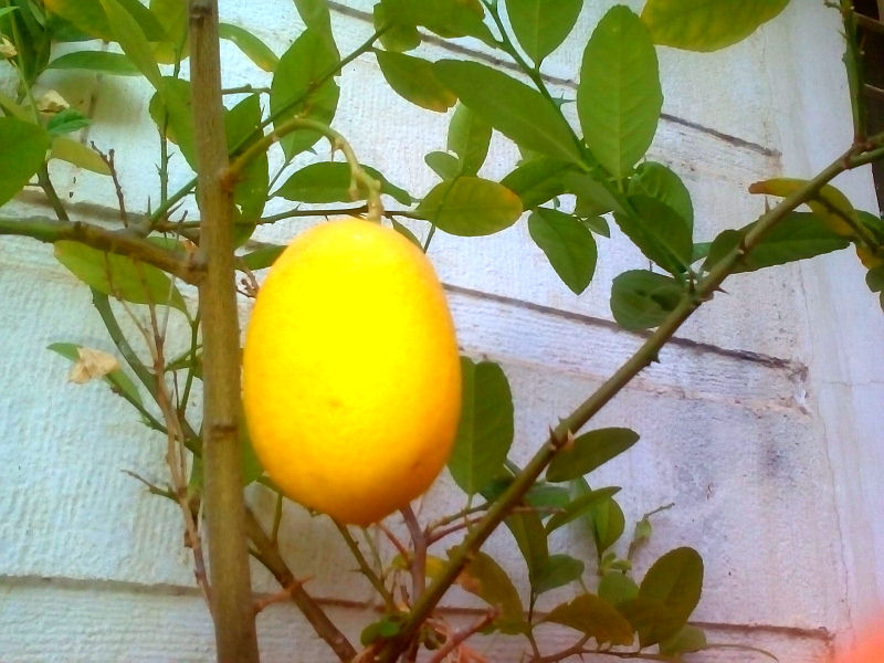 Long lime.jpg