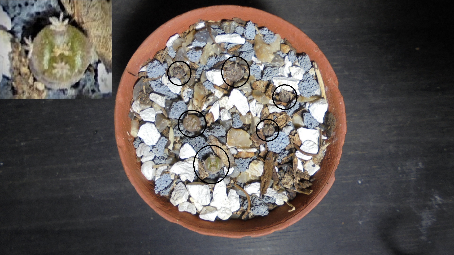 Lophophora williamsii. 6.jpg