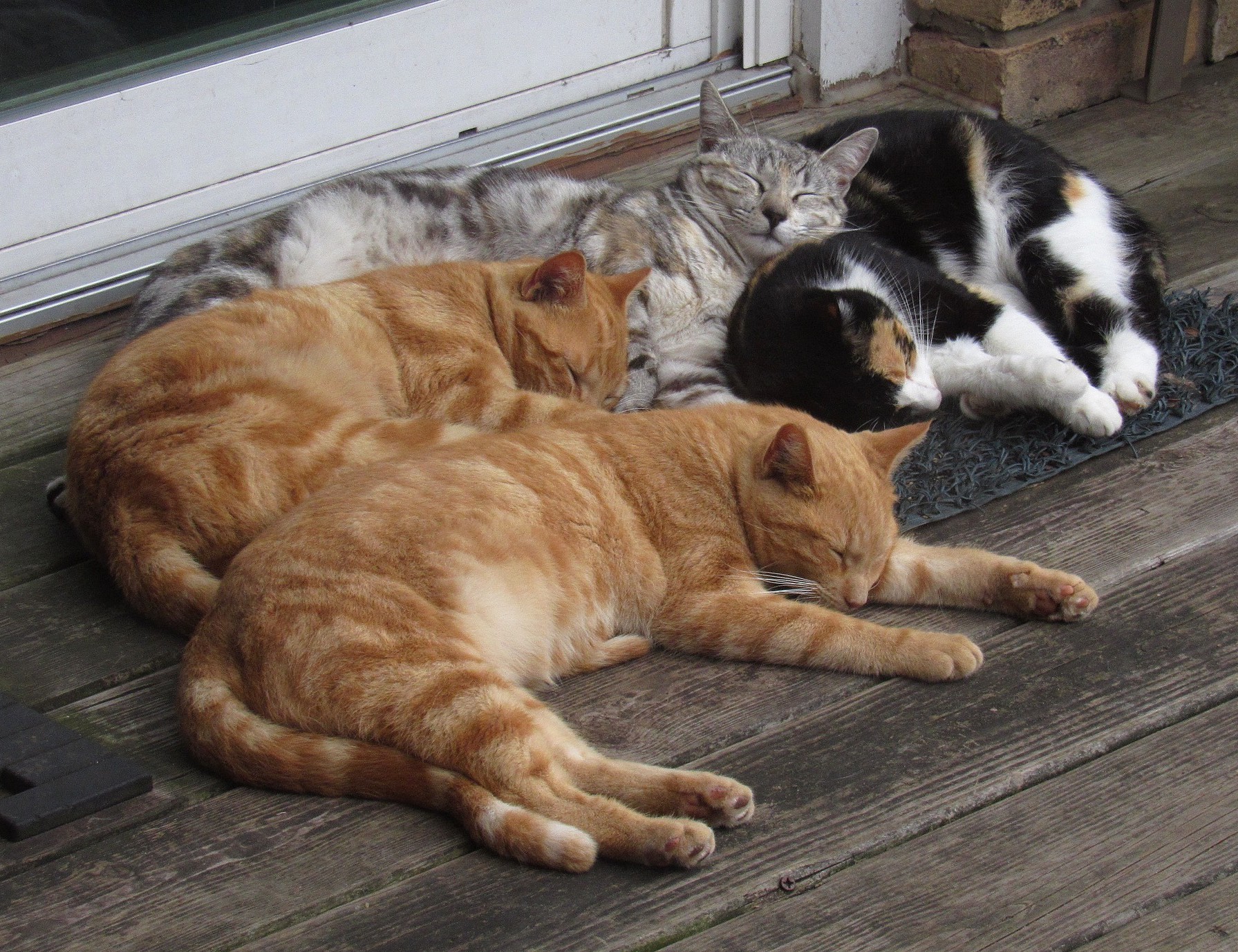 Lotsa cats.jpg