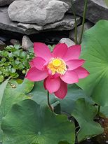lotus.jpg