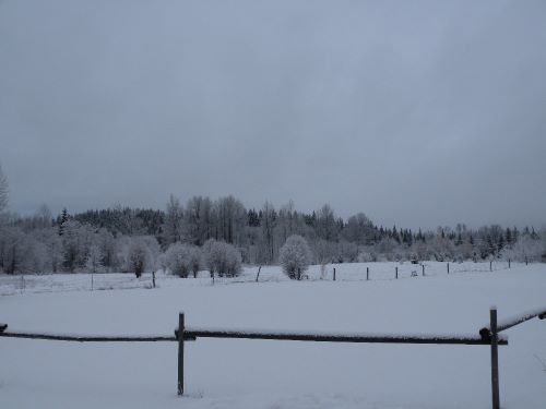 lower pasture.jpg