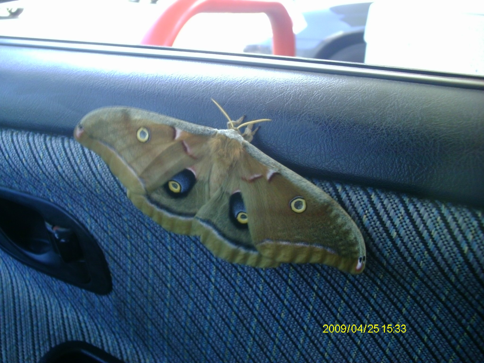 Luna Moth 2.JPG