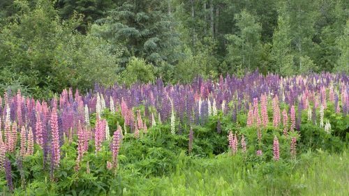 lupin field.JPG