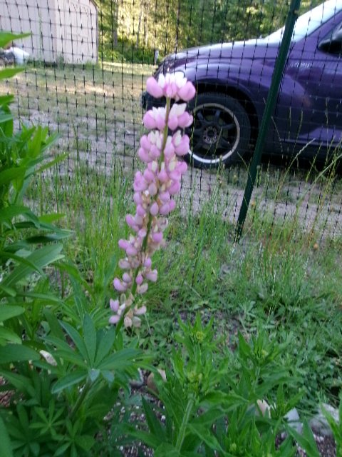 lupine.JPG