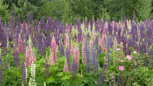Lupins.JPG
