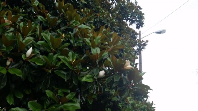 Magnolia.jpg