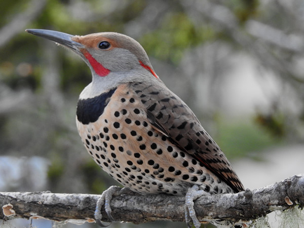 male flicker intergrade.jpg