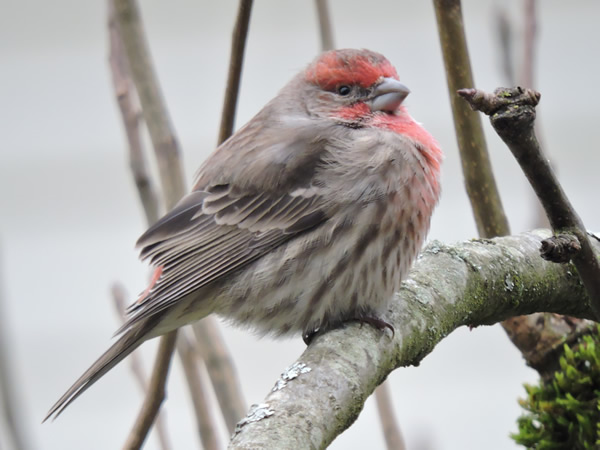 Male house finch.jpg