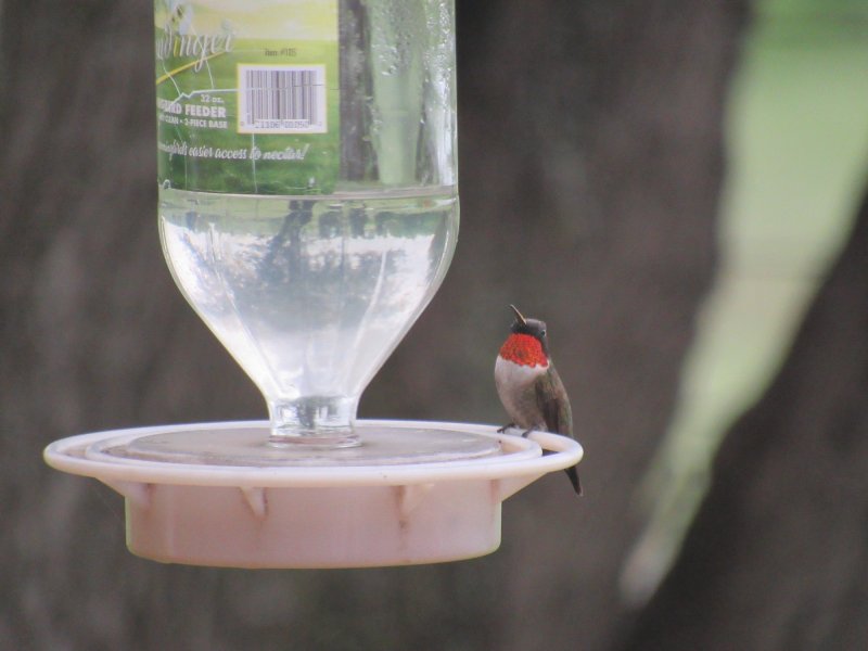 Male hummer at feeder.jpg