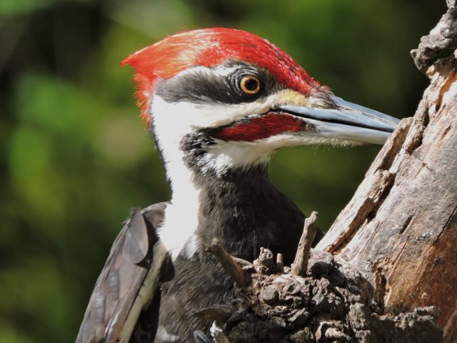 male pileated.jpg