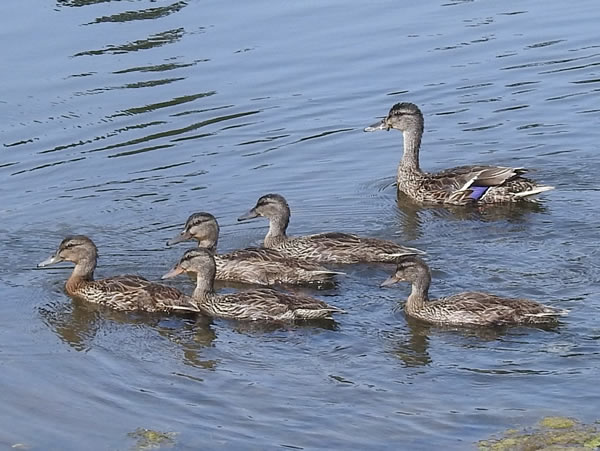 mallards.jpg