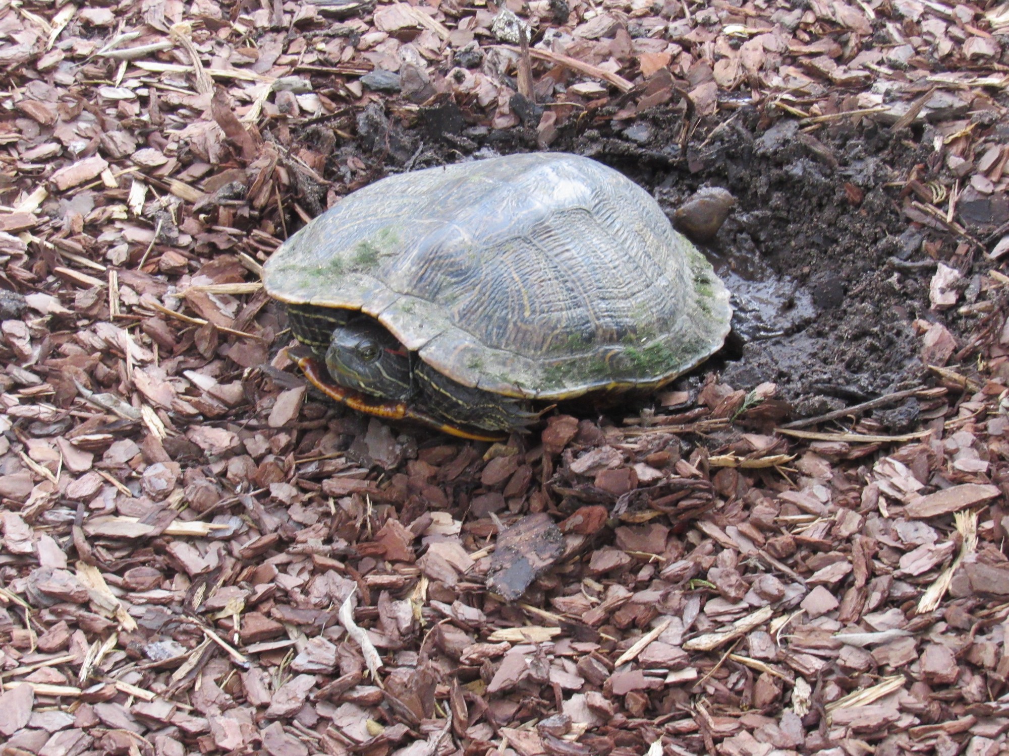 mama turtle.jpg