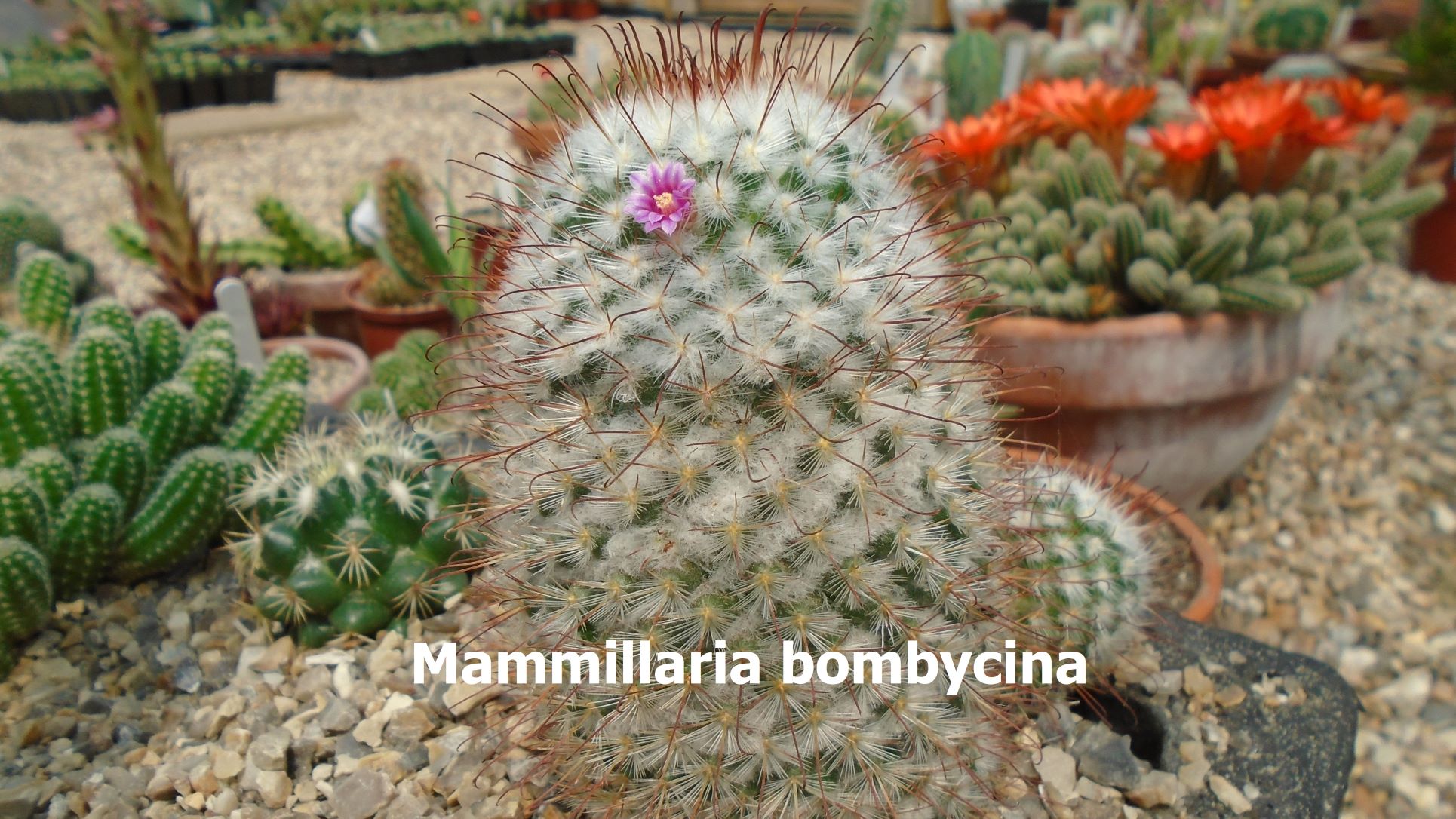 Mammillaria bombycina. 2 a.JPG