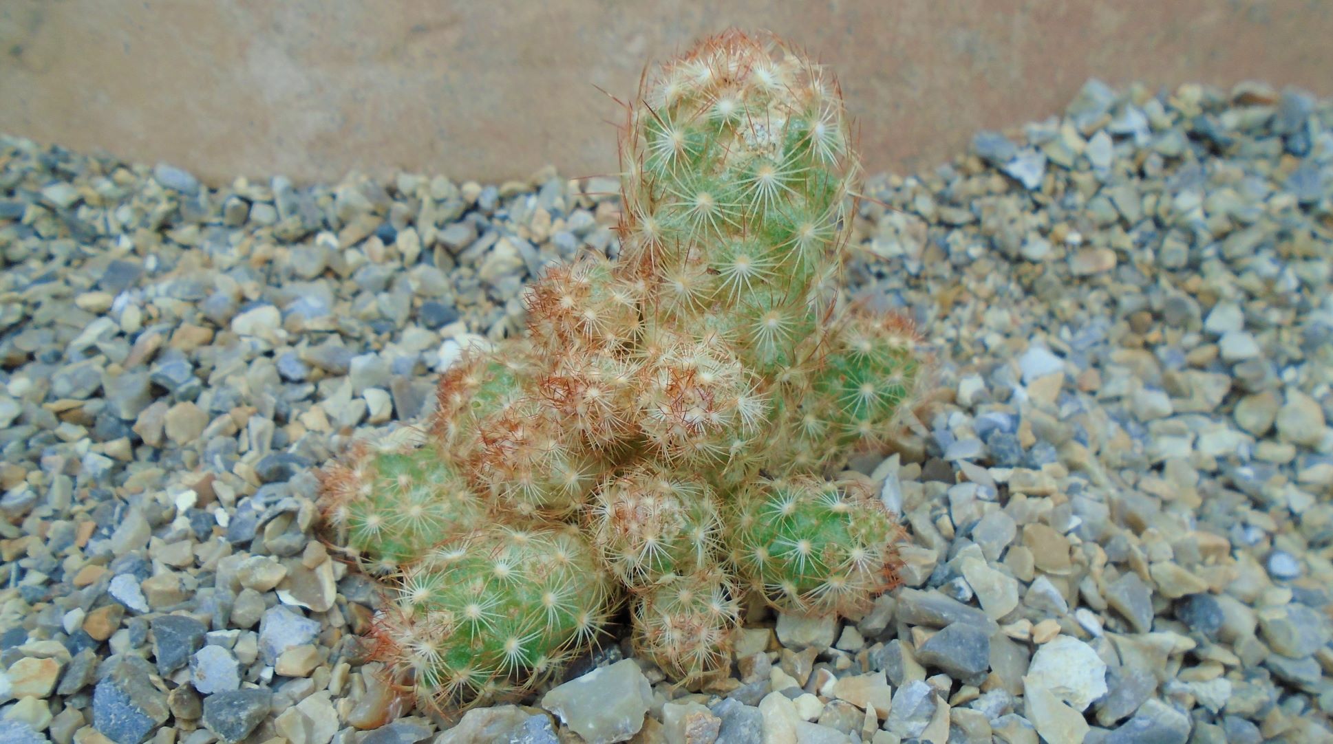 Mammillaria elongata a.JPG