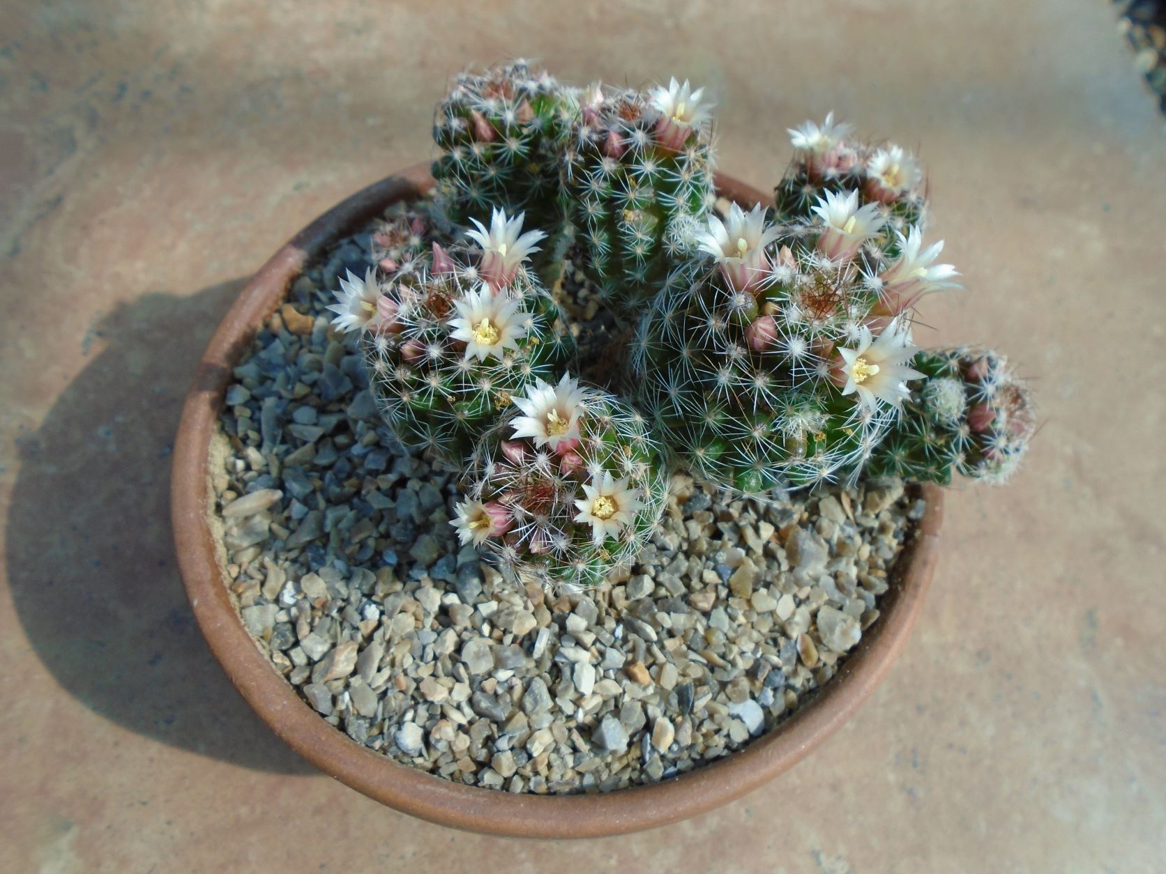 Mammillaria gracilis.JPG