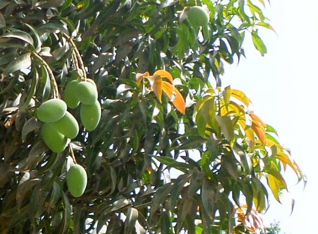 mango 1.jpg